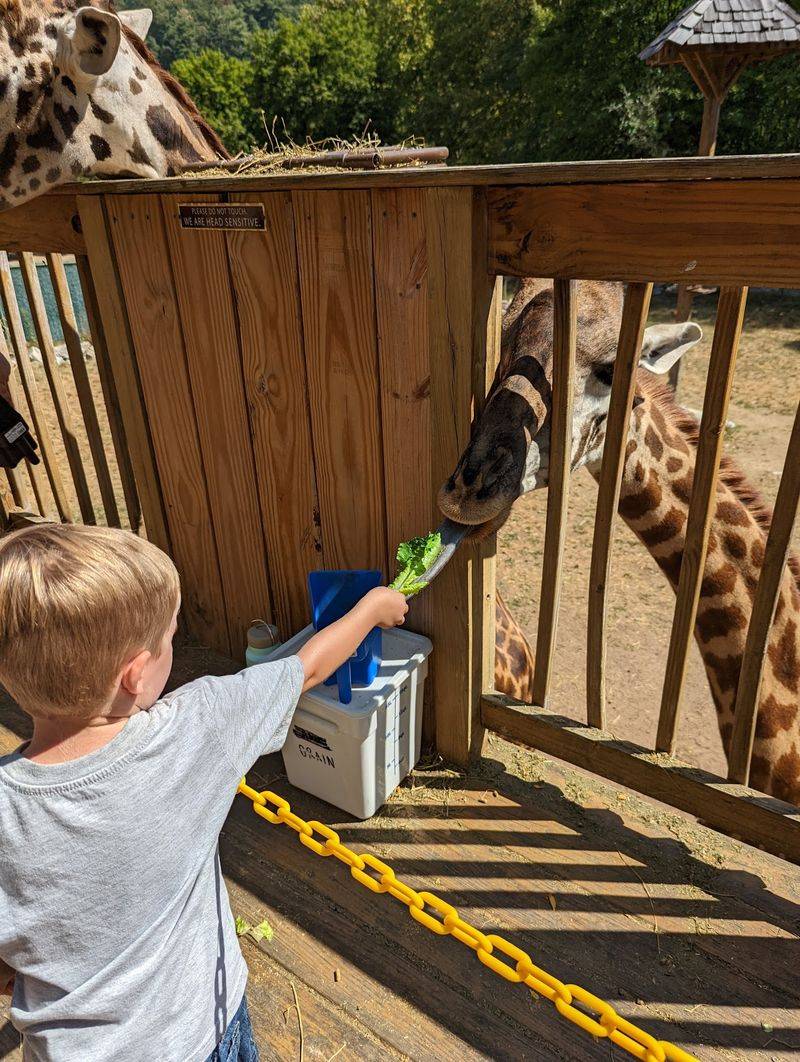 Meet the Giraffes Up Close
