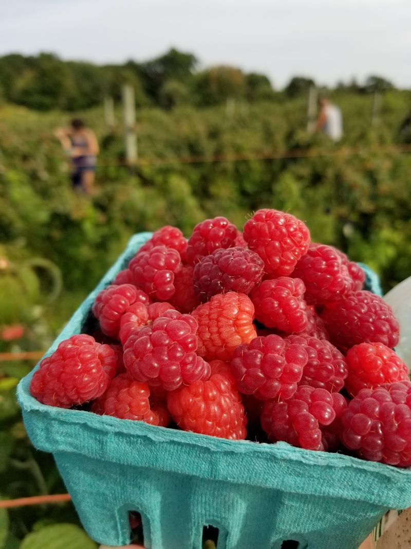 Seasonal Fruit Beyond Apples Keeps Visitors Coming Back