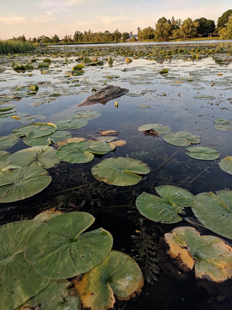 Alpena Wildlife Sanctuary in Alpena
