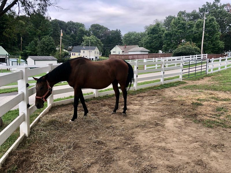 Nor-View Farm Park - King of Prussia