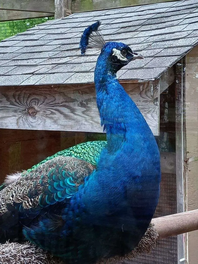A Lakeside Stop With Old-School Charm - Menominee Park Zoo in Oshkosh, Winnebago County
