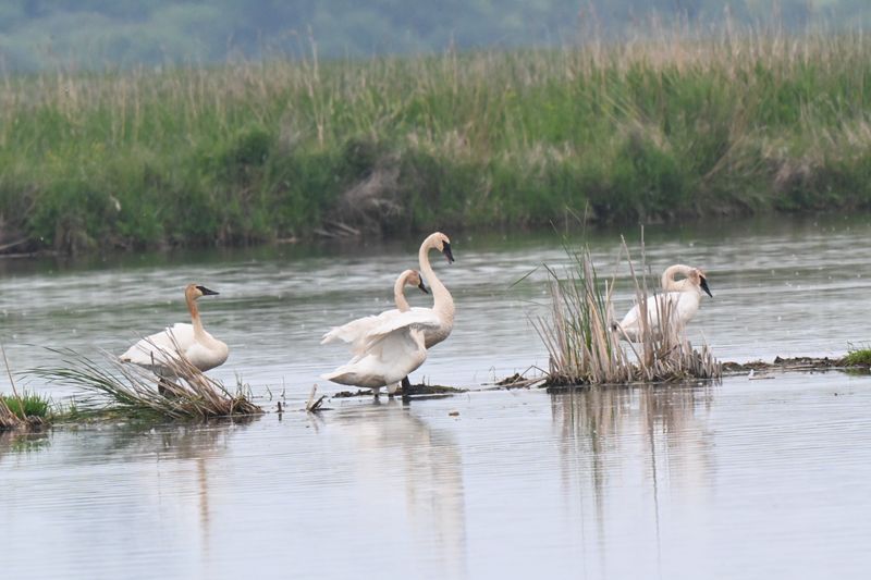 Discovery Trail - Horicon National Wildlife Refuge