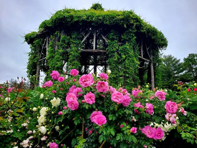 A Rose Garden That Feels Like a Hidden Door
