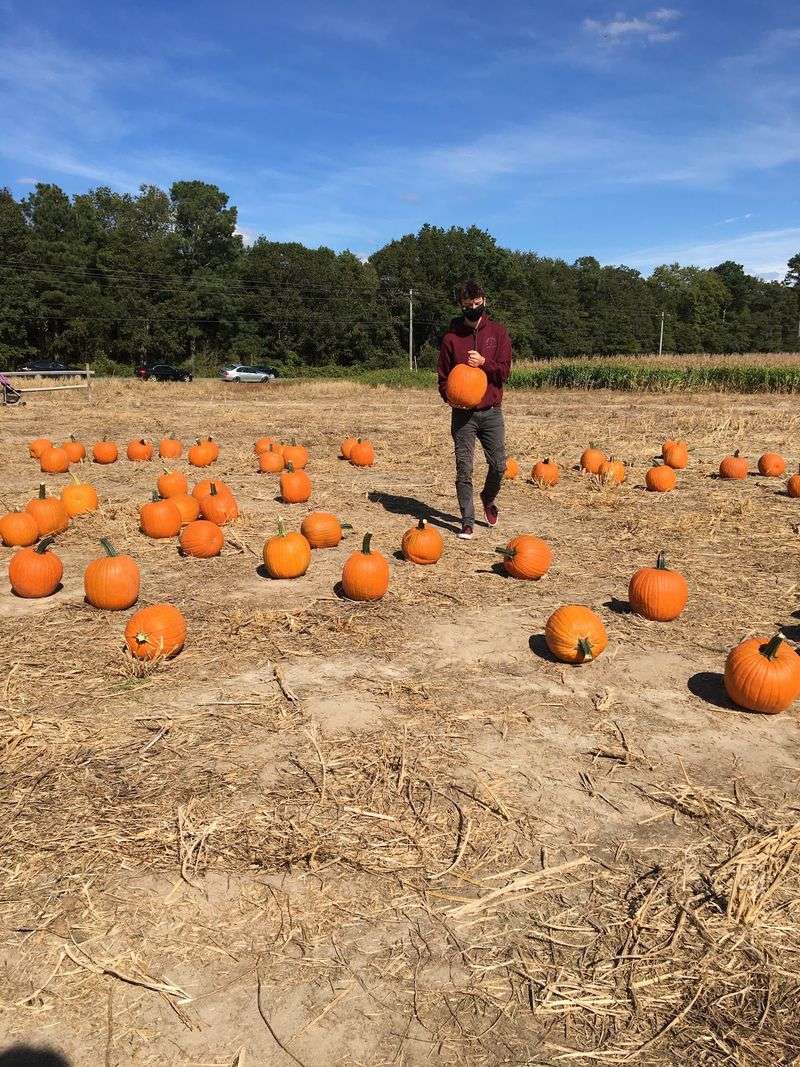 Mr. Pepper's Pumpkin Patch - Laurel