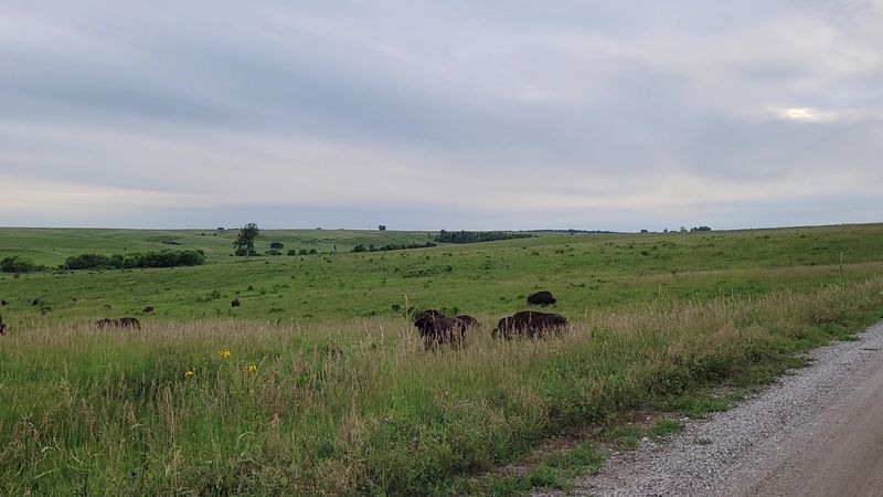 Bison on the Horizon