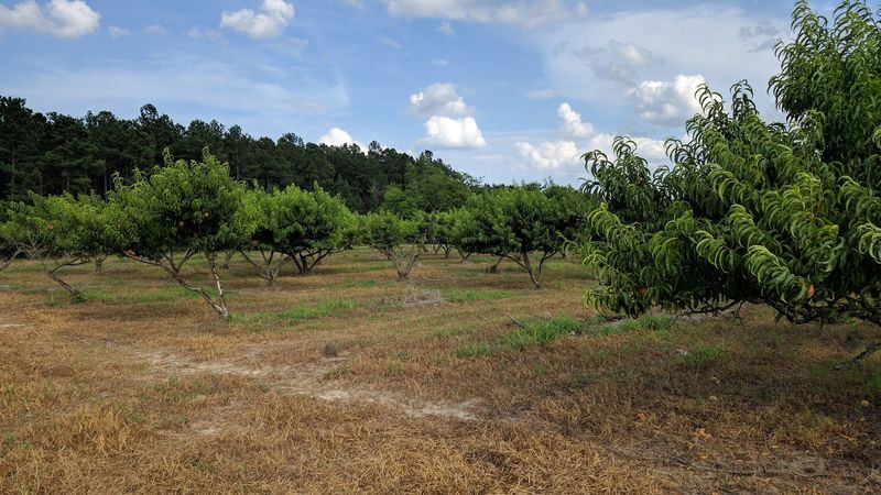 Chappell Farms - Barnwell