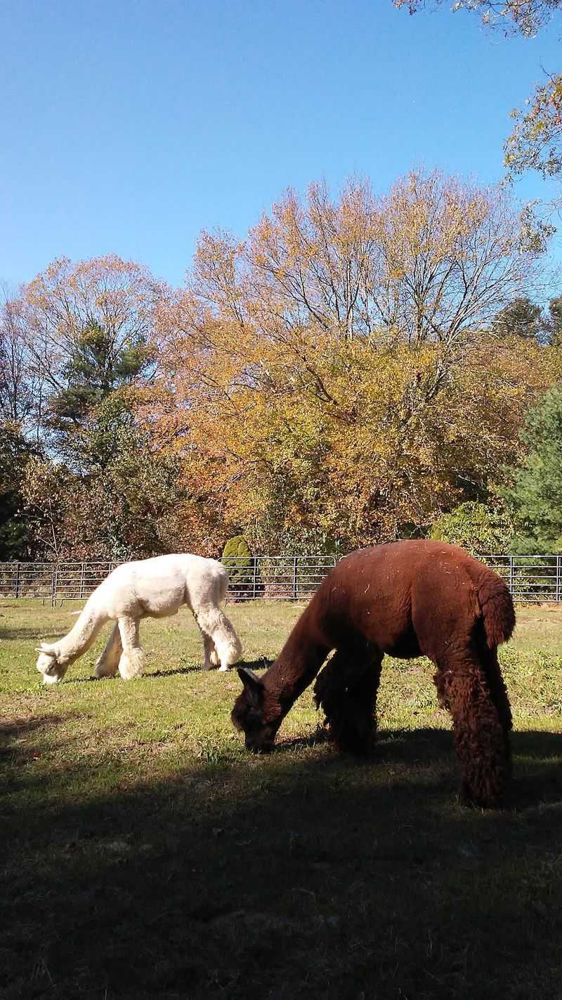 Burgis Brook Alpacas, Canterbury, Windham County