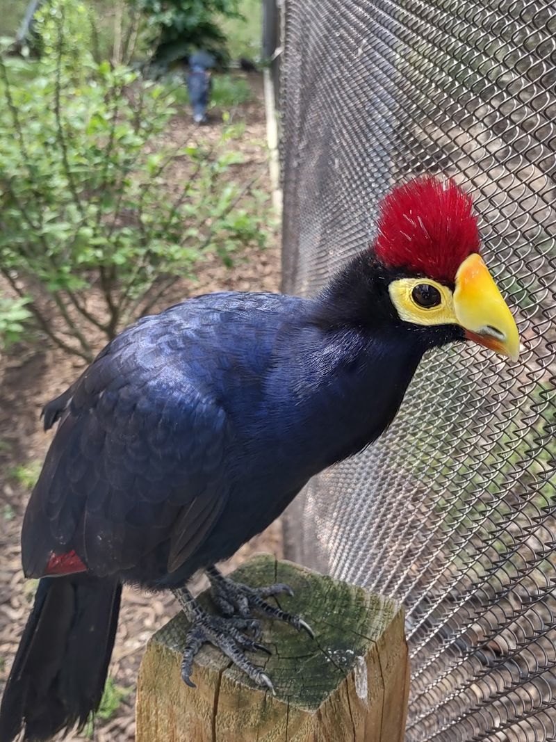 Rare Species Turn The Walk Into A World Tour