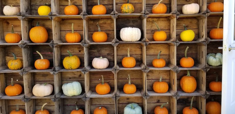 Mt. Airy Orchards - Dillsburg
