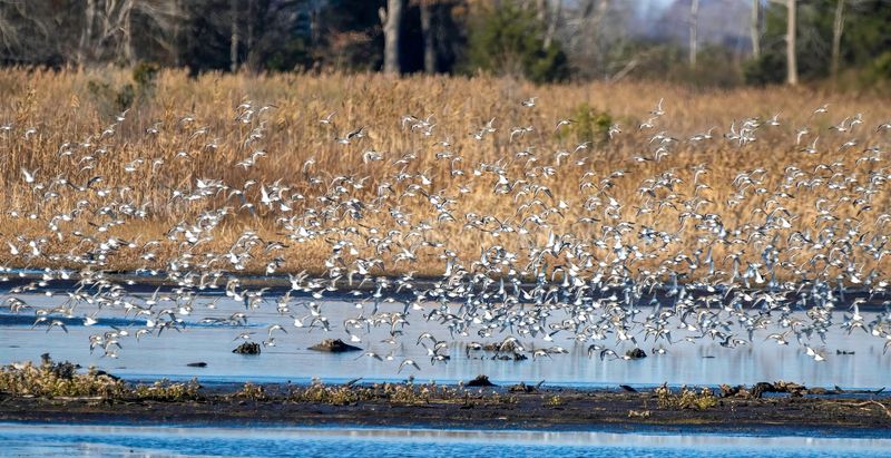 Welcome the Traveling Birds