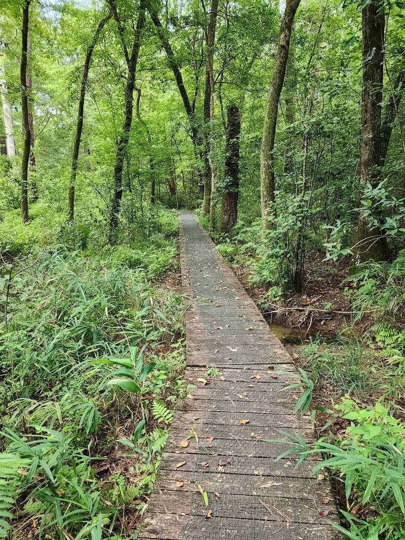 Find More Woods on Fern Hill Trail