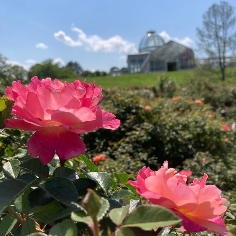 Make Time for the Rose Garden