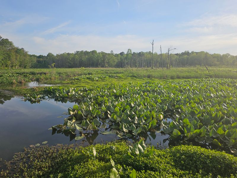 Visit Lake Conestee After a Rain