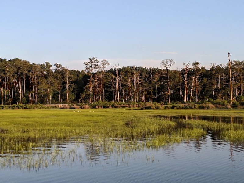 Walk the Wildlife Loop Through Marsh and Island Habitat