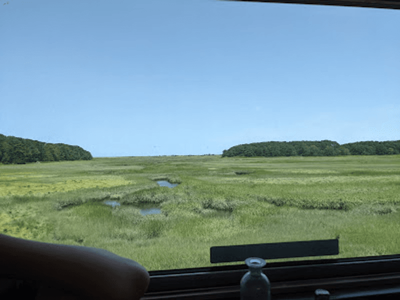 Salt Marshes With Birds, Brine, and Wide Open Sky
