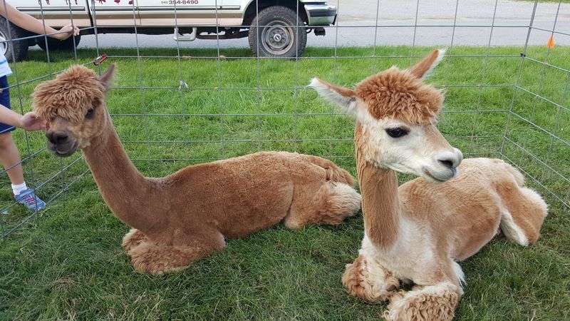 Little Critters Traveling Petting Zoo - Troutville