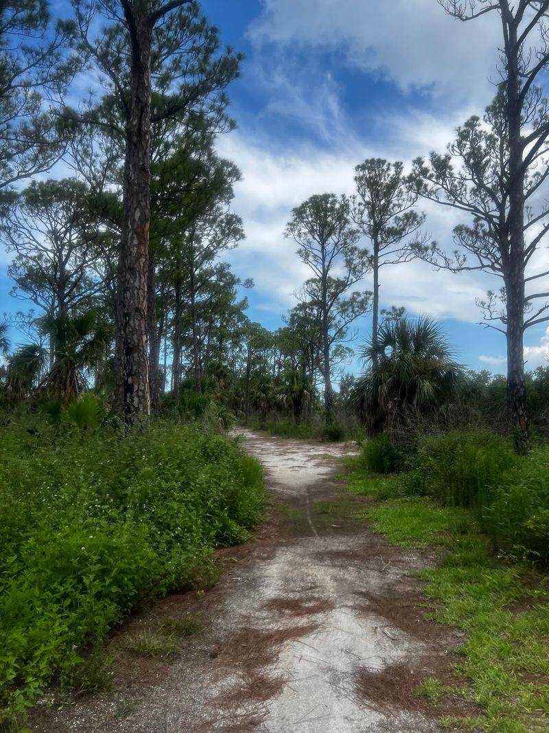 Honeymoon Island State Park - Dunedin