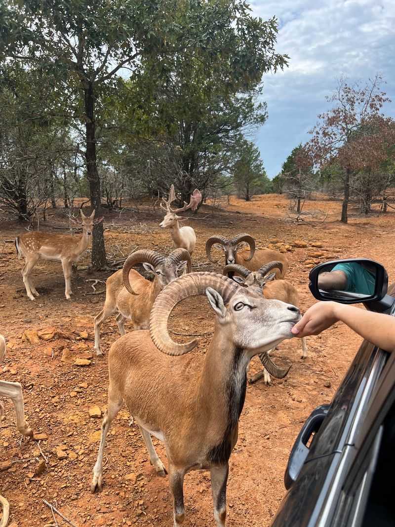Rocky Ridge Drive-Thru Safari in Eustace, Henderson County