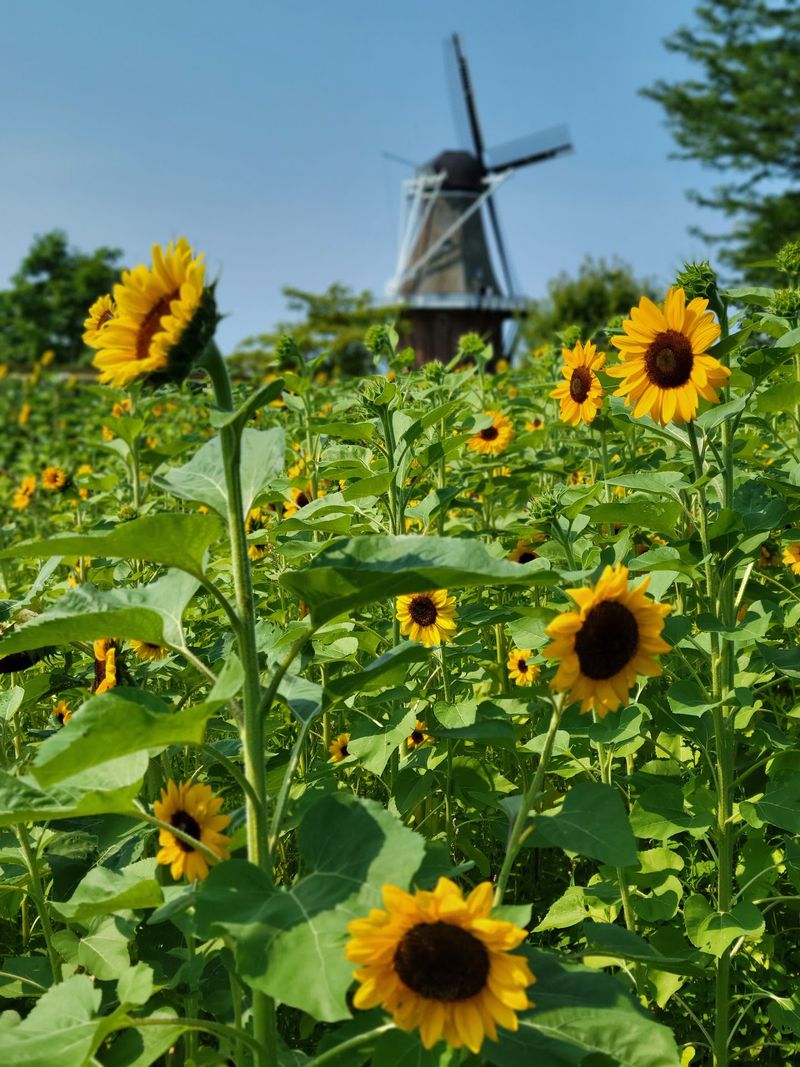 Holland, Ottawa County