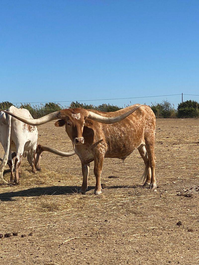 Topsey Exotic Ranch and Drive Thru Safari, Copperas Cove, Coryell County