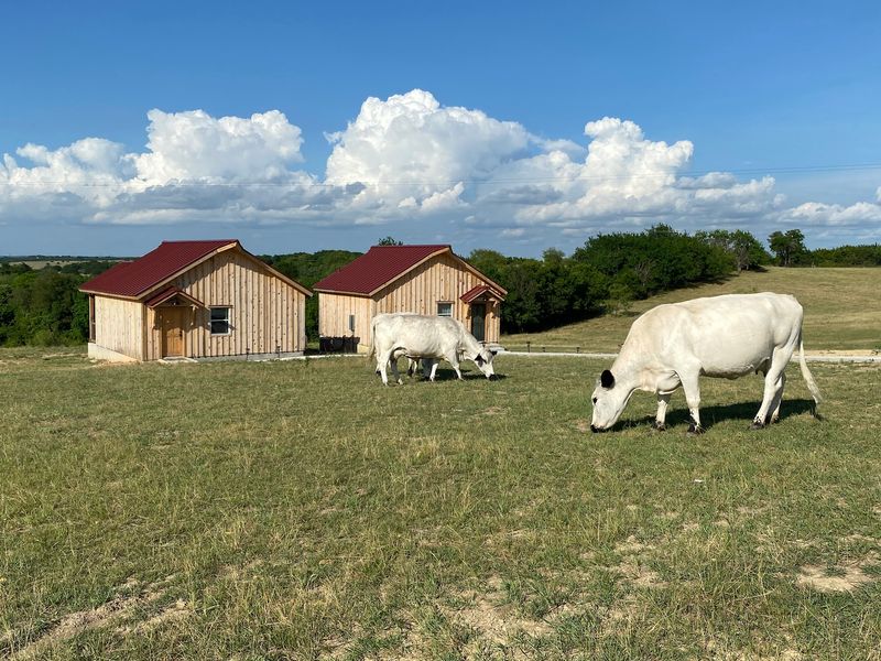 Blue Hills Ranch & Giraffe Sanctuary in McGregor, McLennan County