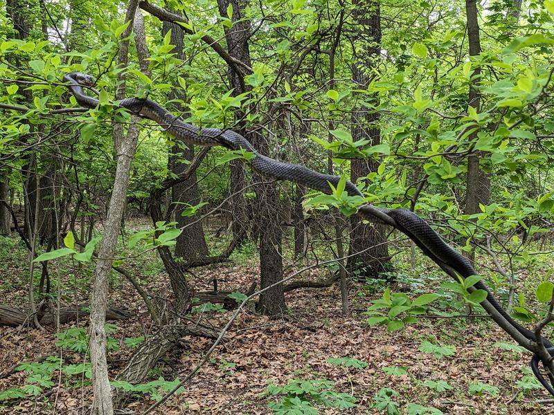Wildlife Watching Rewards Quiet Visitors