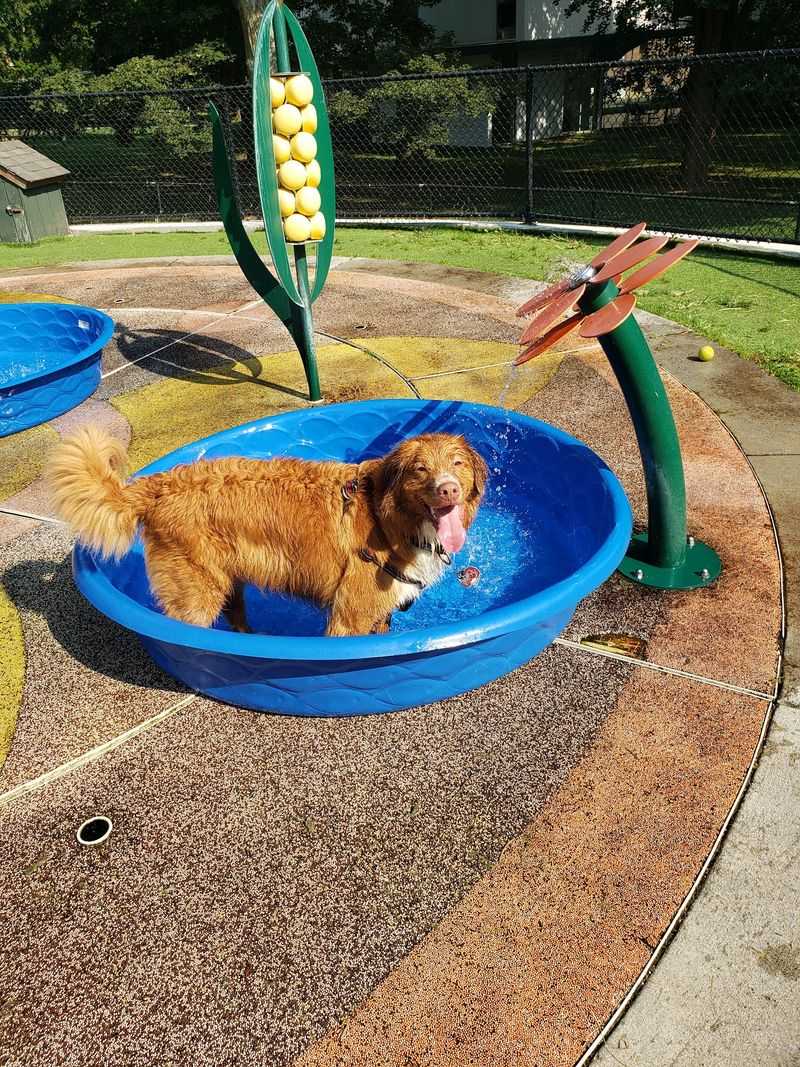 Beau’s Dream Dog Park