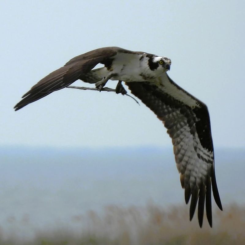 Observation Spots Reward Patient Bird Watchers