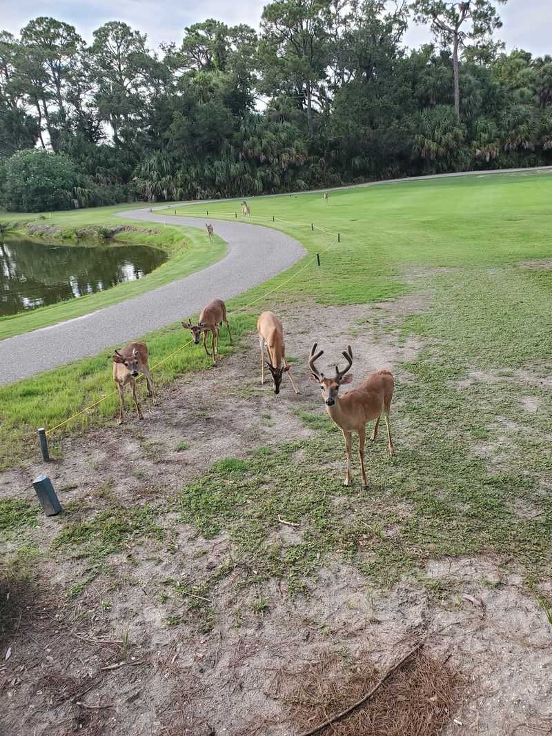 Wildlife Was Built Into the Island's Identity