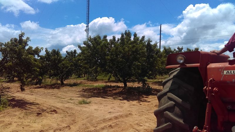 Jenschke Orchards, Fredericksburg