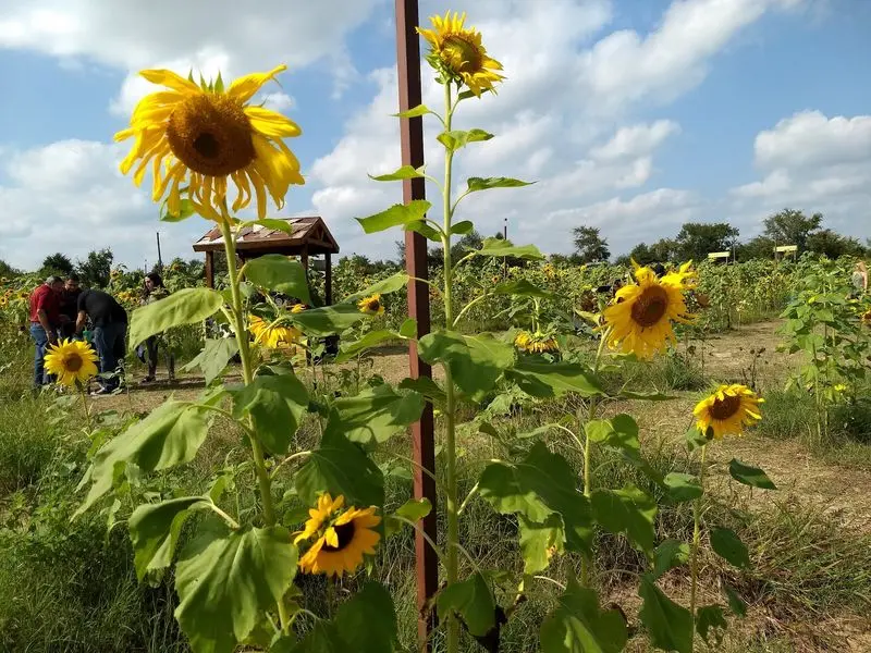 Yesterland Farm in Canton, Van Zandt County