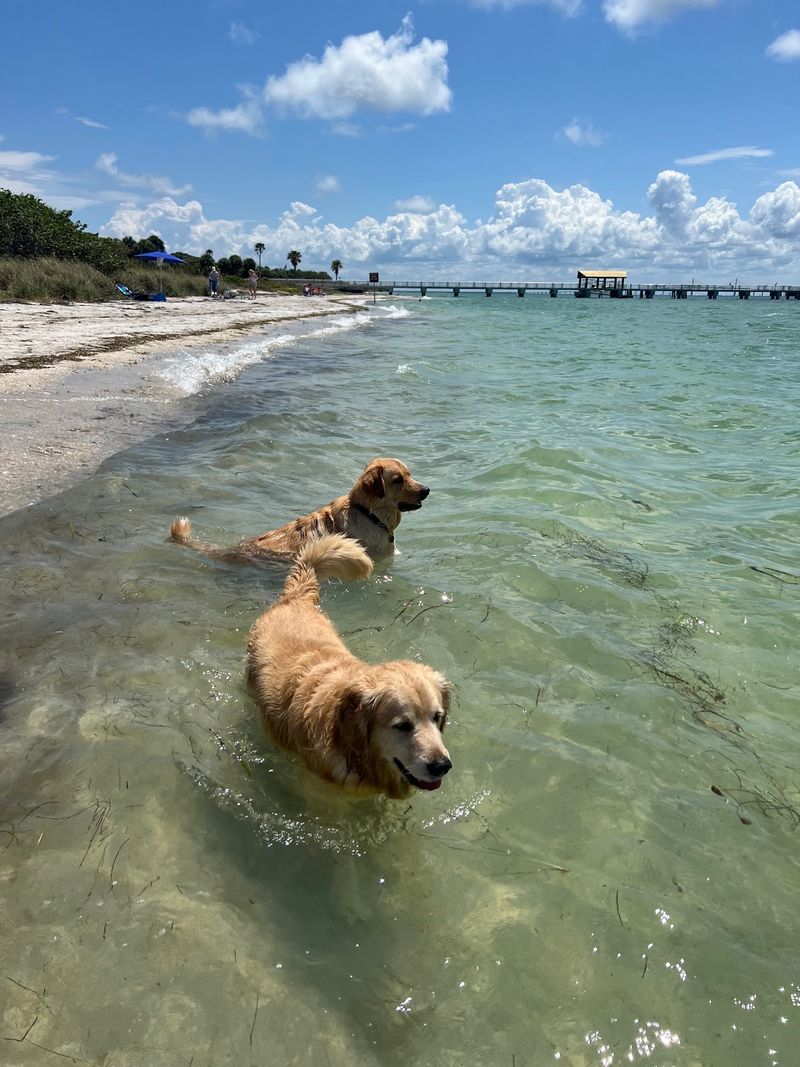 Fort De Soto Dog Beach & Paw Playground - St. Petersburg