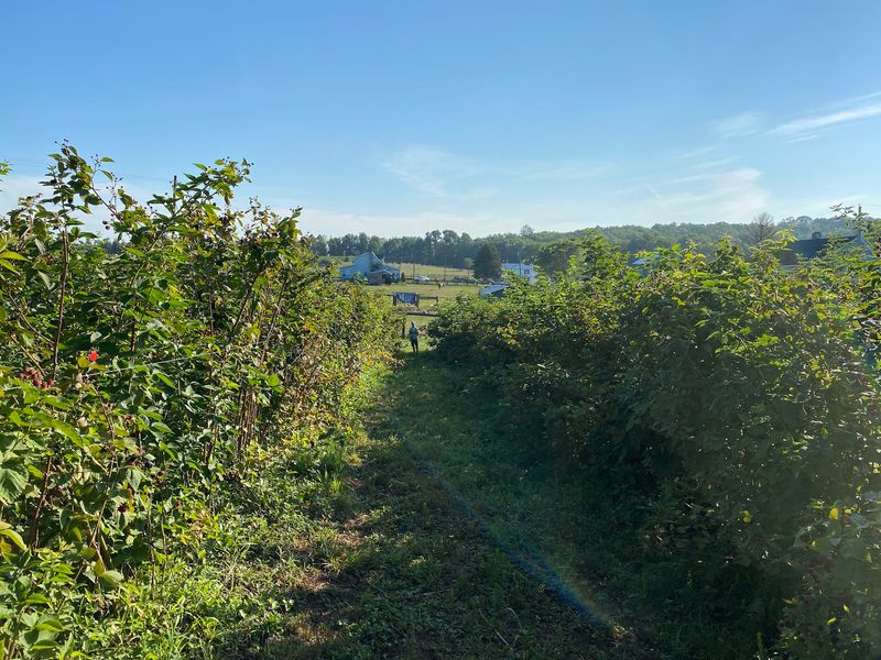 Mackintosh Fruit Farm - Berryville