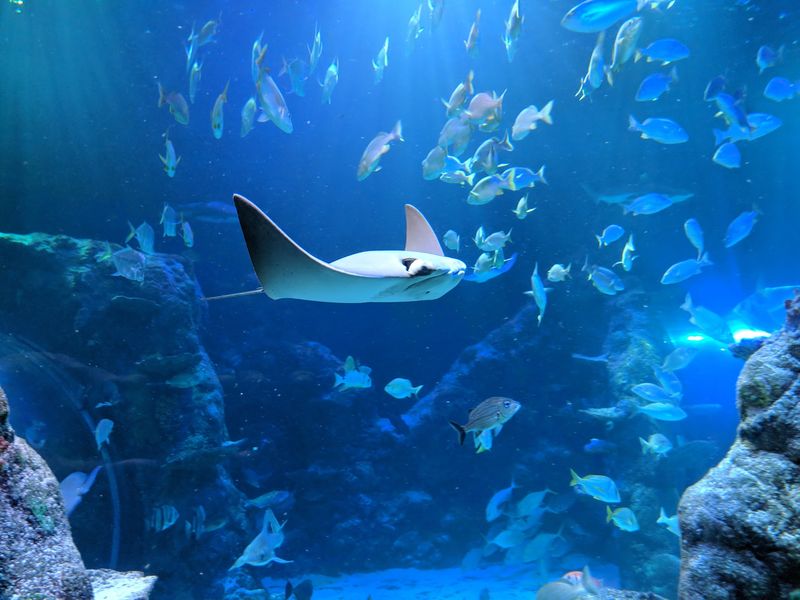 SEA LIFE Michigan Aquarium in Auburn Hills