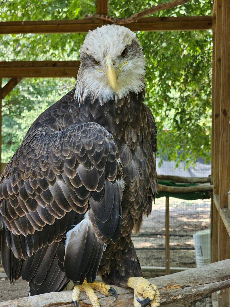 Rogers Wildlife Rehabilitation Center - Hutchins