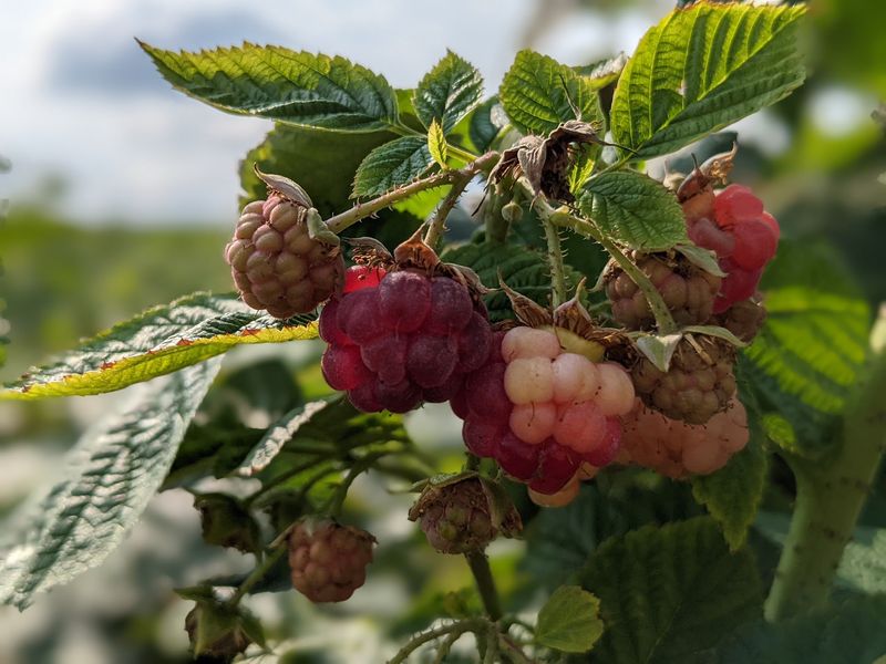 King Orchards - Central Lake