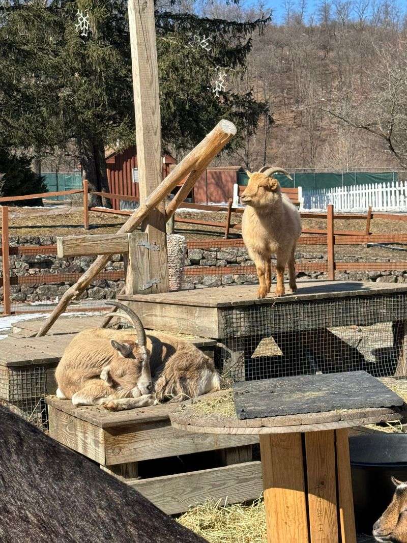 Take Advantage of Keeper Talks and Animal Encounters