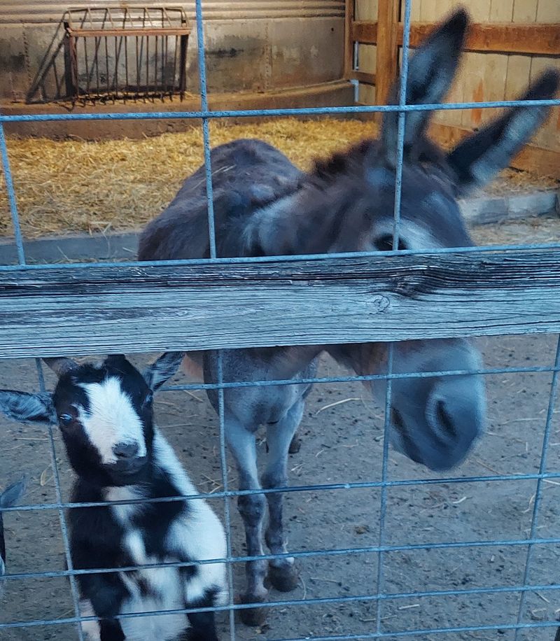 You Can Watch the Farm Animals, Too
