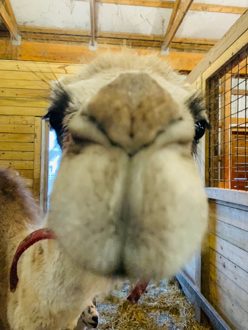 Say Hello To The Farm's More Unusual Residents