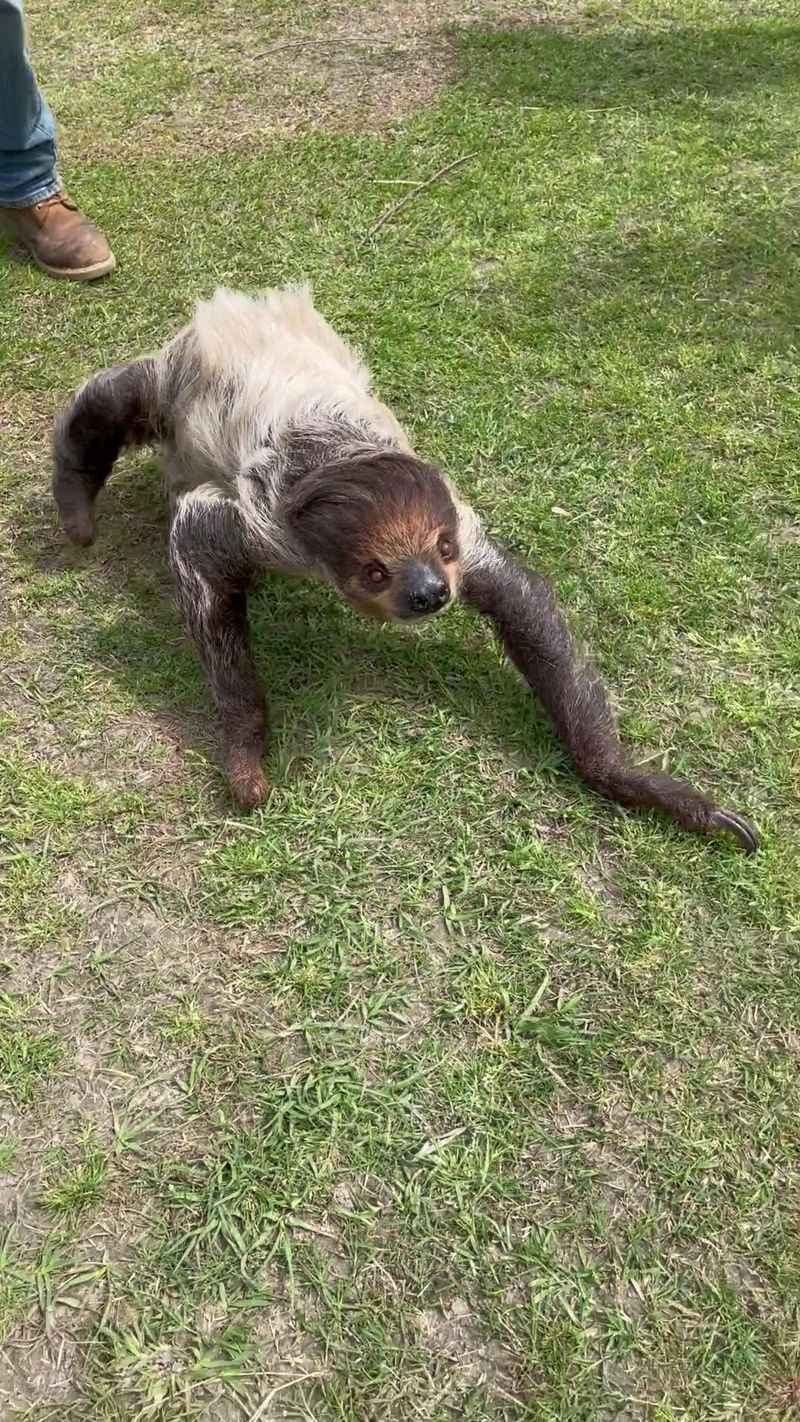 Say Hello to a Sloth