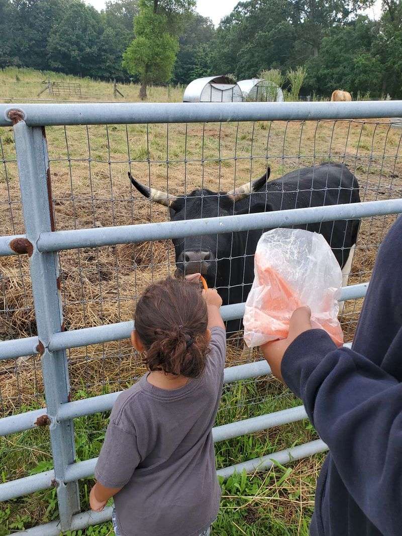 Say Hello to the Cows, Goats, Sheep, and Pigs