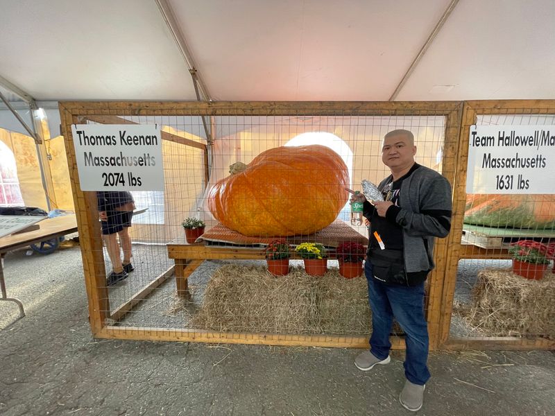 Marvel at the giant pumpkins