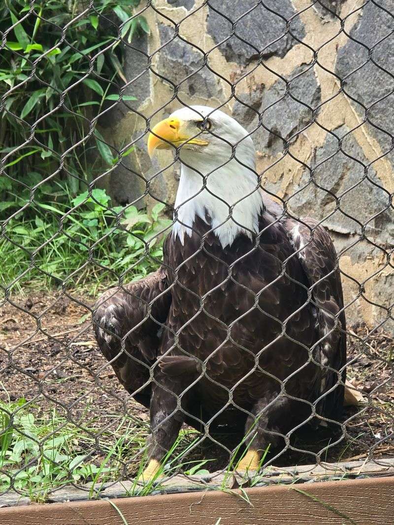 Look Up for Eagles, Condors, and Other Birds