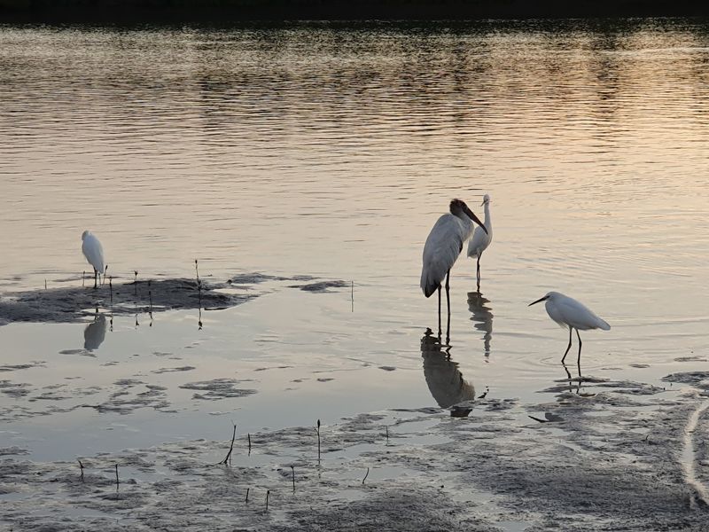 Watch for Shorebirds Around the Lagoon