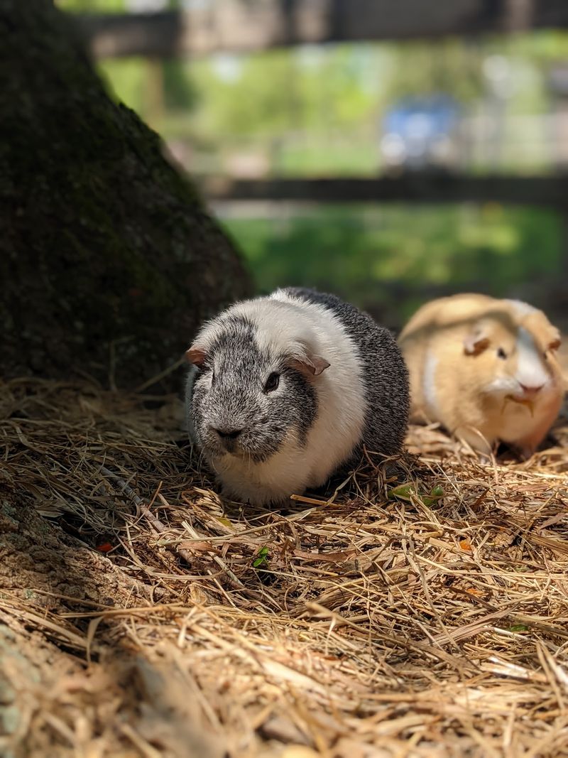 Small Animals, Careful Hands