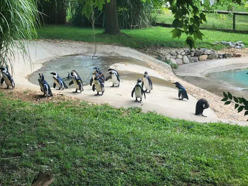 Penguins After the Safari Drive