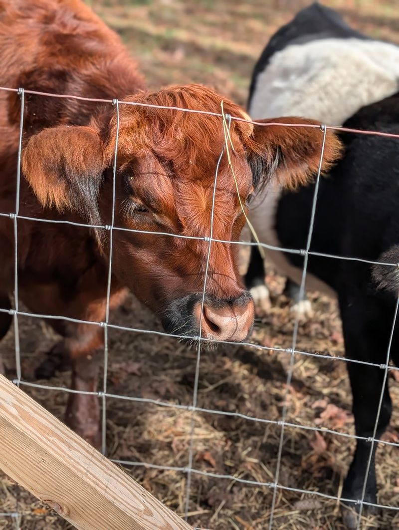 Feathered Barnyard in Zebulon, Wake County,