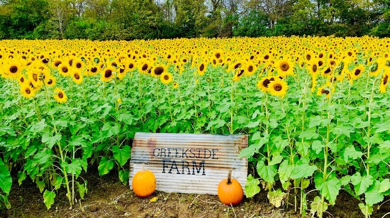 Creekside Farm and Sunflowers - Monroe