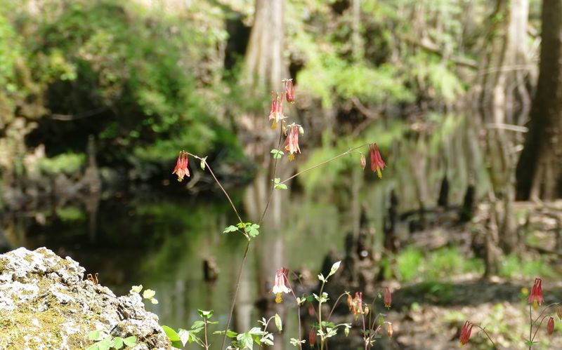 Island Creek Forest Walk - Pollocksville