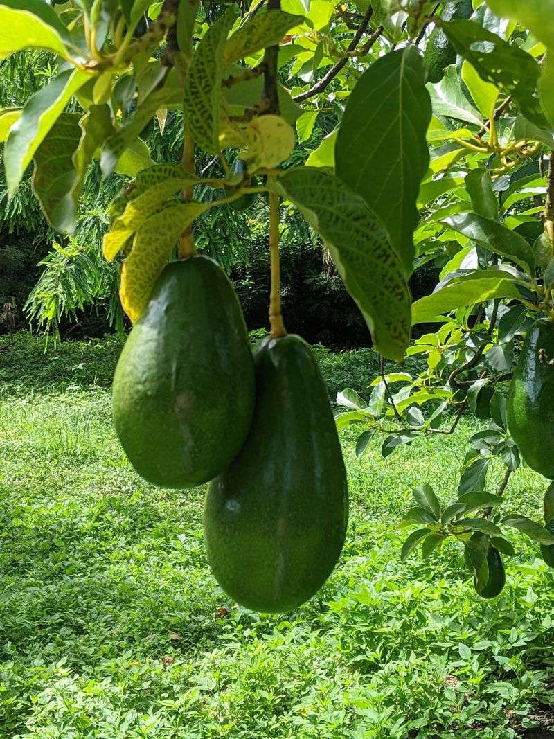 Serendib Farms - Homestead, Florida